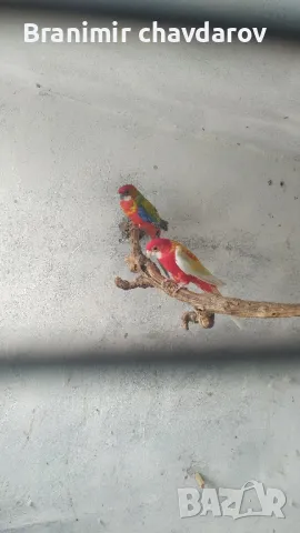 продавам папагали , снимка 2 - Папагали - 48108452