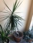 Палма Драцена , снимка 5