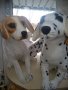 Кучета,плюшени,различни размери, снимка 1 - Плюшени играчки - 39017855