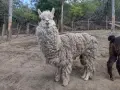 Семейство Алпаки, снимка 10