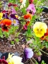 Продавам различни видове цветя, снимка 2