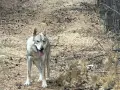 Чехословашки вълчак, снимка 1