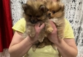 Померанчета 2 момче и 1 момиче, снимка 4