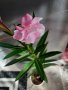 Олеандри, снимка 1 - Градински цветя и растения - 44181478