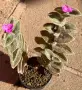 Сукулент Tradescantia sillamontana растение , снимка 1