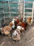 яйца от Струмски кокошки, снимка 2
