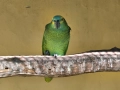 Синьочела амазона , снимка 3
