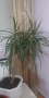 Китайска роза и Драцена, снимка 4