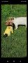 Разплод Супер мини йоркширски териер търси приятелка , снимка 1 - Йоркширски териер - 42819771