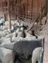 звиски шилета за продан , снимка 6