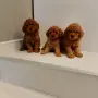 Мини Пуделчета*, снимка 6
