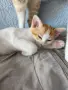 ПОДАРЯВАМ женски котенца, снимка 10