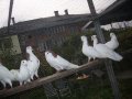 Продавам гълъби високо летци , снимка 2