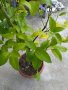 Лимони, снимка 1 - Градински цветя и растения - 34332022