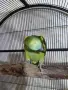 Последно бебе синьочела амазона, снимка 4