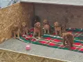 Продавам мини пудел , снимка 3