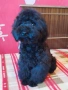 Мини пудел , снимка 3