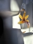 Обеци с естествен цвят на орхидея Камбриа, снимка 6