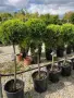 Cupressus macrocarpa ‘Goldcrest’(Кипарис златист топиар), снимка 3