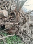 Корени от Орех , снимка 11