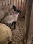 продавам суфолк коч, снимка 5