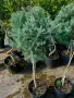  Аризонски кипарис, оформен като дръвче - 30 € , снимка 1