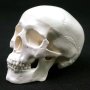 Анатомичен модел на човешки череп , снимка 1 - Други - 44479038