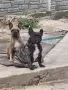 Френски булдог  ., снимка 7