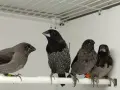 Люспогърди амадини, снимка 1