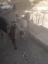 Продавам англонубийски ярета, снимка 3