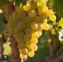 Мускат отонел в гр.София, снимка 2