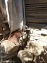 Продавам кози с много Англо-нубийска кръв , снимка 3