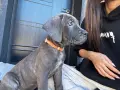 Кане Корсо - Cane Corso кученца, снимка 2