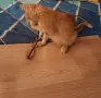 Малък рижав Рижко, снимка 4
