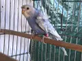 Вълнисти папагали "Hagoromo", снимка 4