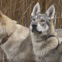 Чехословашки вълчак - немска овчарка + вълк, снимка 1 - Немска овчарка - 38433808