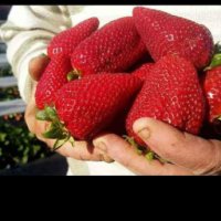 Предлагам ягоди и малини , снимка 5 - Градински цветя и растения - 44406340