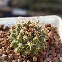 Кактуси Mammillaria Papasquiarensis, снимка 1 - Градински цветя и растения - 44320335