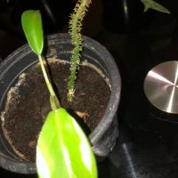 Philodendron Squamiferum , снимка 2 - Стайни растения - 42499825