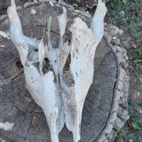 Стар череп от животно за декорация - 2, снимка 1 - Декорация за дома - 42322164
