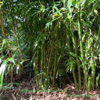 Бамбук различни видове, декоративни, бързорастящи, жив плет, ограда, снимка 2 - Градински цветя и растения - 42256264