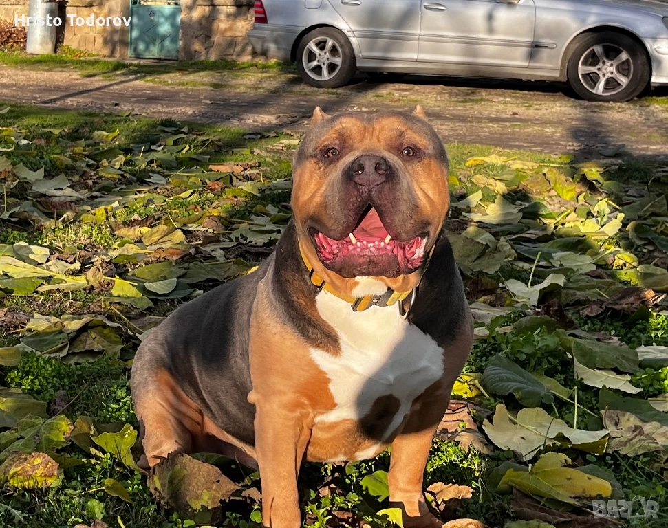 Американско були хл/Разплод, снимка 1