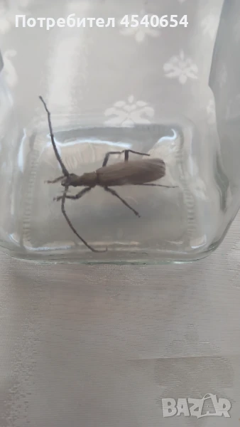 Насекоми , снимка 1