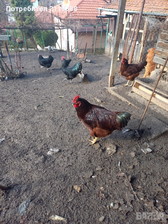 Петлета Родайланд,Австралорп и Ню Хемпшир , снимка 1