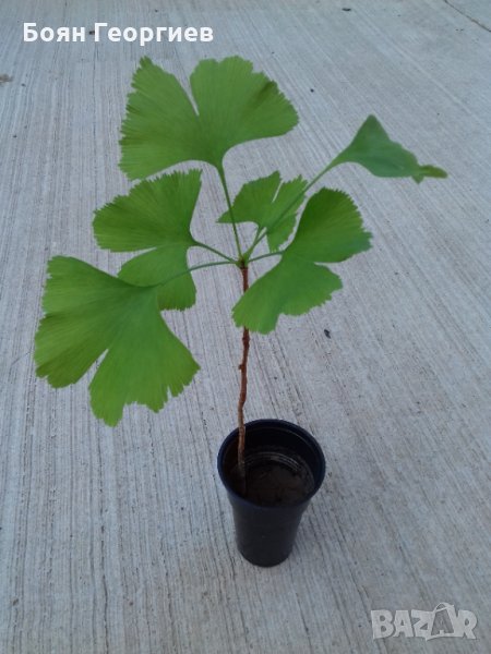 Гинко Билоба - Дръвчета - Фиданки, снимка 1