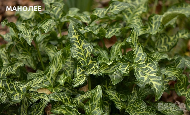 Арум, снимка 1