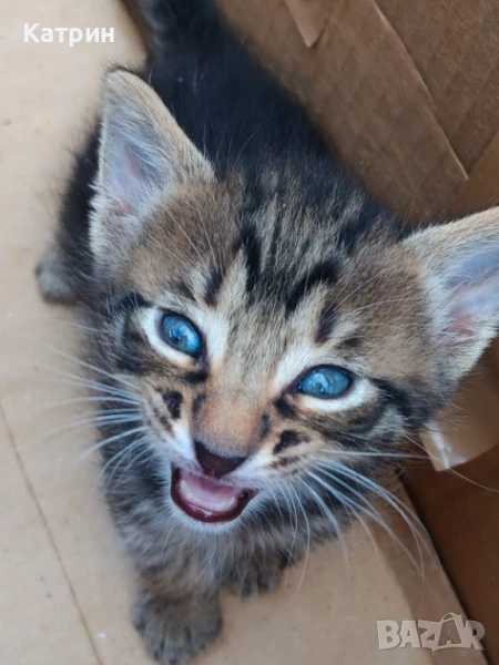 🐱ДОМ търсят обичливи КОТЕНЦА с НЕЖНА природа и уиски визия, снимка 1