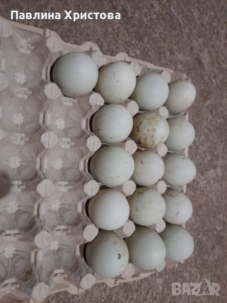 Индийски бегач  яйца , снимка 1