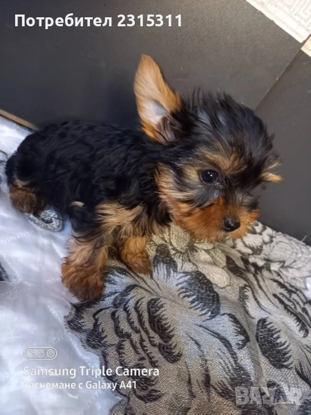 чисто кръвни йорки, снимка 1