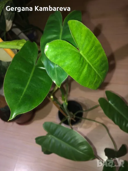Philodendron Burle Marx , снимка 1